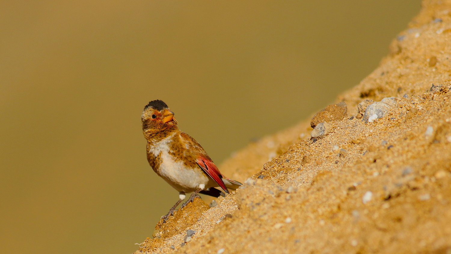 Crimson-winged Finch